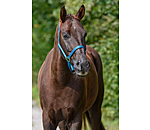 Headcollar Super Price