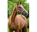 Headcollar Super Price