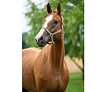 Headcollar Super Price