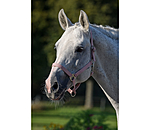 Headcollar Super Price