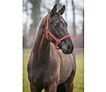 Headcollar Super Price