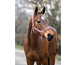 Headcollar Super Price