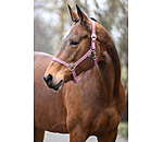 Headcollar Super Price