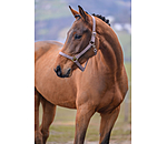 Headcollar Super Price