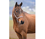 Headcollar Super Price