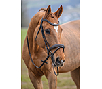 Bridle Beauty