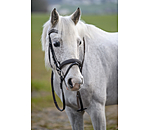 Bridle Beauty