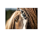 Browband Glitbr