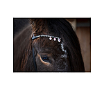 Browband Silfra