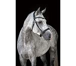 Mix & Match Oiled Leather Noseband Bitless