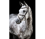 Grackle Bridle Diabolo