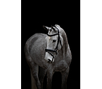 Flash Bridle Midnight