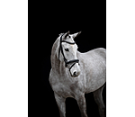 Flash Bridle Midnight