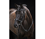 Bitless Bridle 5-in-1