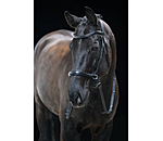 Bitless Bridle 5-in-1