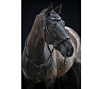 Bitless Bridle 5-in-1
