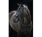 Bitless Bridle 5-in-1