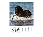 Horse Calendar 2024