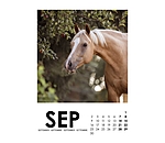 Horse Calendar 2024