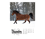 Horse Calendar 2024