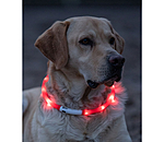 LED-Light Collar for Dogs