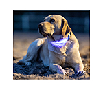 LED Dog Collar Loom