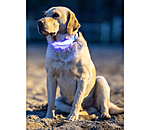 LED Dog Collar Loom