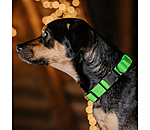 LED Dog Collar Loom