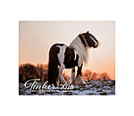 Irish Cob Calender 2026