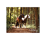 Irish Cob Calender 2026