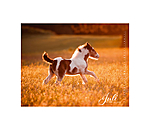 Irish Cob Calender 2026