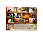 Irish Cob Calender 2026
