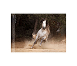 Horses Calender 2026