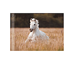 Horses Calender 2026