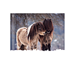 Horses Calender 2026