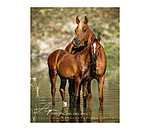 Horse Love Calendar 2026