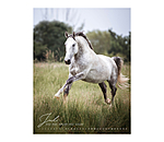 Horse Love Calendar 2026