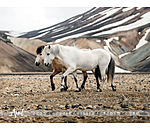 Icelandic Horse Calendar 2024