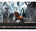 Icelandic Horse Calendar 2024
