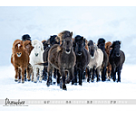 Icelandic Horse Calendar 2024
