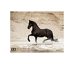 Friesian Horse Calendar 2026