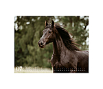 Friesian Horse Calendar 2026