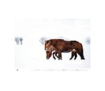 Icelandic Horse Calendar 2026