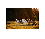 Icelandic Horse Calendar 2026