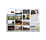 Icelandic Horse Calendar 2026