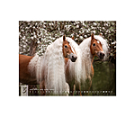 Haflinger Calendar 2026