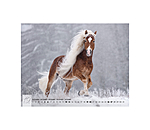 Haflinger Calendar 2026