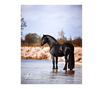 Pony Calendar 2026
