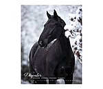 Pony Calendar 2026