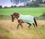 Fly Walker Economy Light